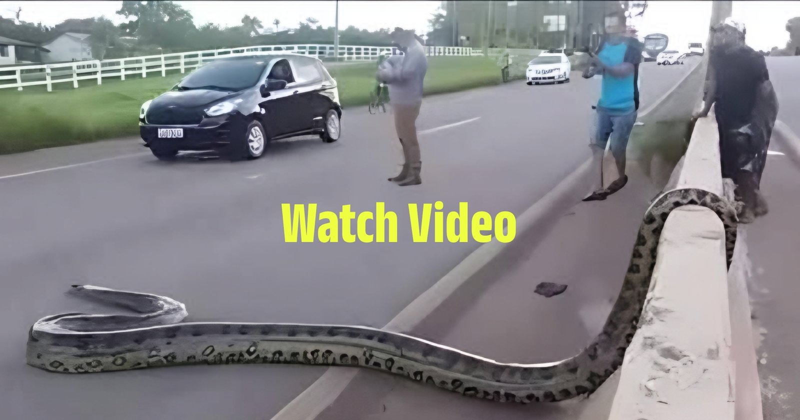 Watch Video: Giant Anaconda Crosses Busy Road, Leaving Onlookers Terrified